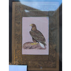 Falcon Miniature Painting on Indian Manuscript Page Framed Hawk