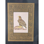 Falcon Miniature Painting on Indian Manuscript Page Framed Hawk